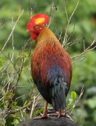 Sri Lanka jungle fowl, Kitulgala