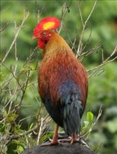 Sri Lanka jungle fowl, Kitulgala: by vagabondstoo, Views[636]