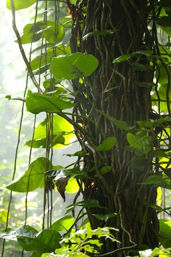 Uda Wattakelle Sanctuary, Kandy