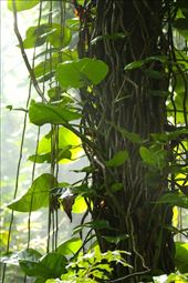 Uda Wattakelle Sanctuary, Kandy: by vagabondstoo, Views[526]