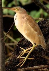 Yellow bittern, Muthurafawela Marsh: by vagabondstoo, Views[676]