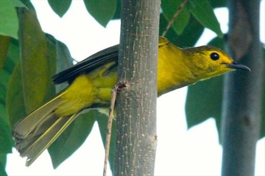 Endemic yellow-browed babbler, Kitulgala