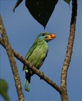 A real mouthful, yellow-fronted barbet, Kitulgala: by vagabondstoo, Views[683]