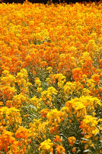May flowers, St. Paul's Cathedral