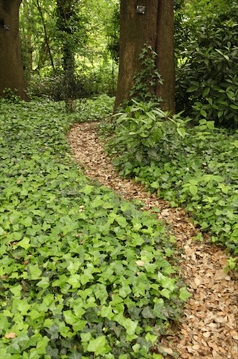 Garden path, Kew Gardens