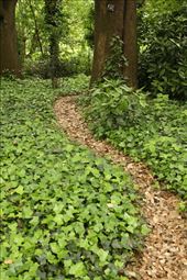 Garden path, Kew Gardens: by vagabondstoo, Views[588]