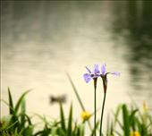 Iris, Kew Gardens: by vagabondstoo, Views[614]