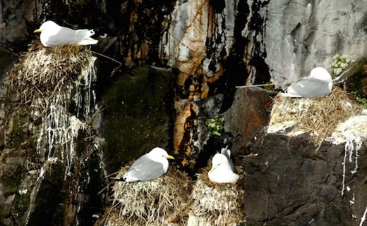 Black-footed kittiwakes, Hafnarholmi 