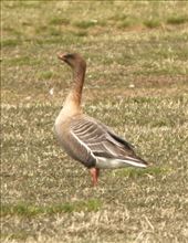 Pink-footed goose, Lake Myvatn: by vagabondstoo, Views[416]