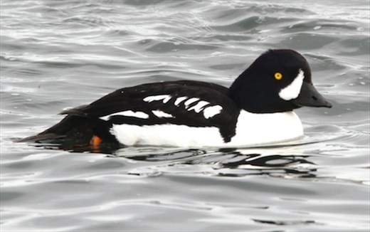 Barrow's goldeneye, Lake Myvatn