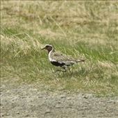 European golden plover, Thingvellir National Park: by vagabondstoo, Views[430]