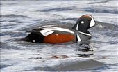 Harlequin duck, Lake Myvatn: by vagabondstoo, Views[498]