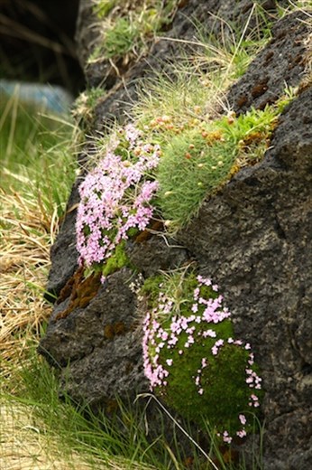 Flowers on lava, The West Coast, Reykjavik to Stykkisholmur
