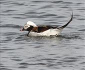 Long-tailed duck, Lake Myvatn: by vagabondstoo, Views[424]