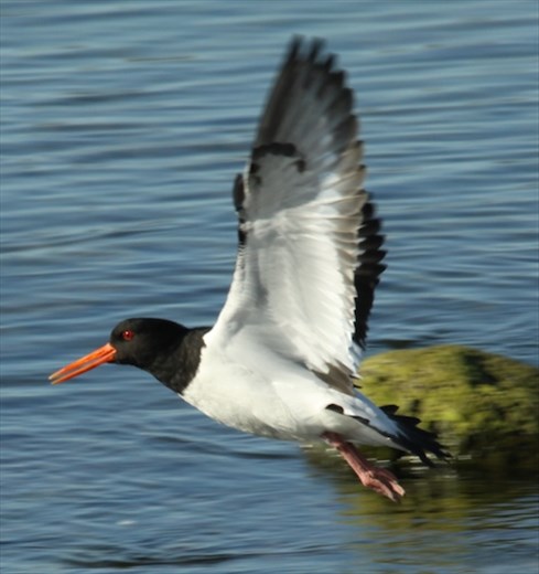 Eurasian oyster catcher, The West Coast, Reykjavik to Stykkisholmur