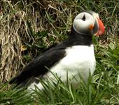Atlantic puffin: by vagabondstoo, Views[449]
