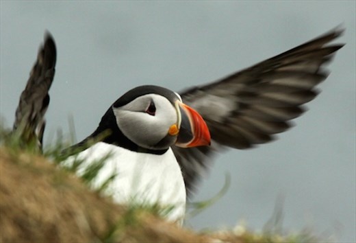 Atlantic puffin