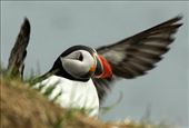 Atlantic puffin: by vagabondstoo, Views[468]