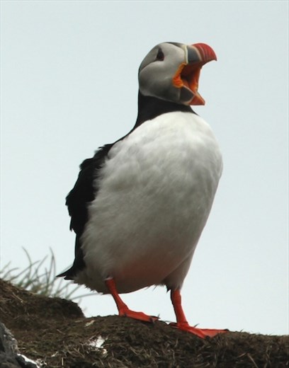 Atlantic puffin, Hafnarholmi 