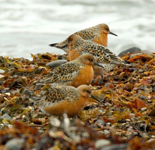 Red knots, Eastern Iceland