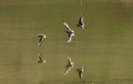 Red-necked phalaropes