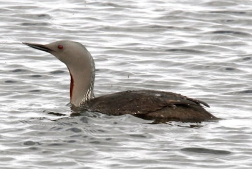 Red throated loon, Lake Myvatn