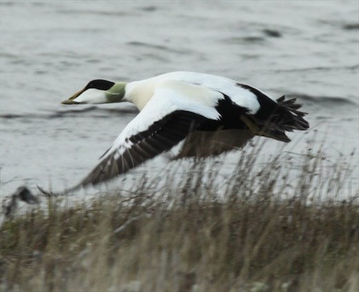 Common eider, The West Coast, Reykjavik to Stykkisholmur