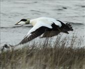 Common eider, The West Coast, Reykjavik to Stykkisholmur: by vagabondstoo, Views[521]