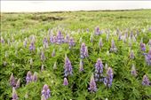 Early lupine, south coast: by vagabondstoo, Views[283]