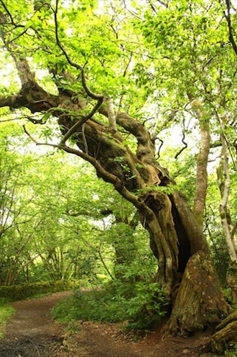 Chestnut tree planted (maybe) by a young Mary (someday to be) Queen of Scots 