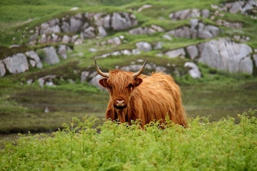 Scottish Highland cattle, Isle of Mull