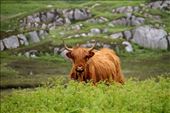 Scottish Highland cattle, Isle of Mull: by vagabondstoo, Views[2691]