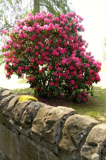 June is busting' out all over, Loch Lohman