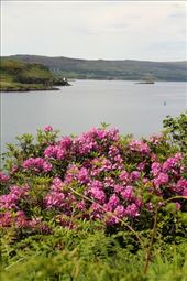Last rhododendrons of the season, Isle of Skye: by vagabondstoo, Views[590]