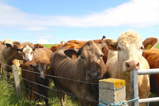 Curious cows, Mainland, Orkney