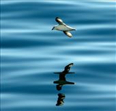 Fair weather and glassy seas, ferry to Orkney: by vagabondstoo, Views[582]