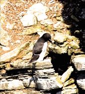Razorbill, Brisay, Mainland, Orkney: by vagabondstoo, Views[580]