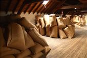It all starts with barley, Dallas Dhu Distillery: by vagabondstoo, Views[385]