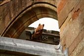 Piping Pig of Melrose Abbey: by vagabondstoo, Views[393]