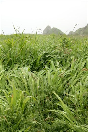Rainy day on the Causeway Coastal Road