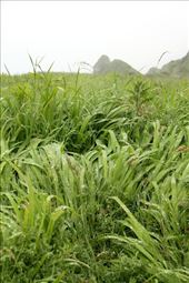 Rainy day on the Causeway Coastal Road: by vagabondstoo, Views[478]