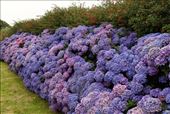 Hydrangeas: by vagabondstoo, Views[215]