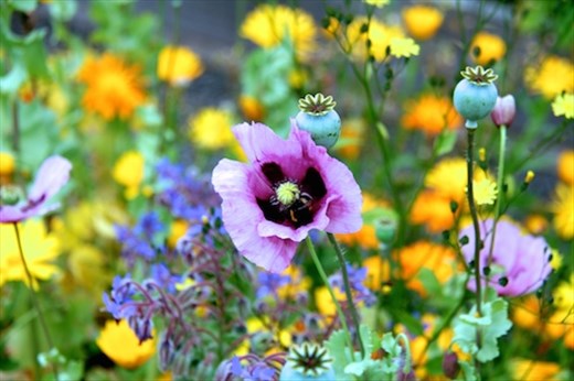 Portumna Castle garden
