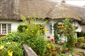 Thatch cottage, Adare: by vagabondstoo, Views[227]