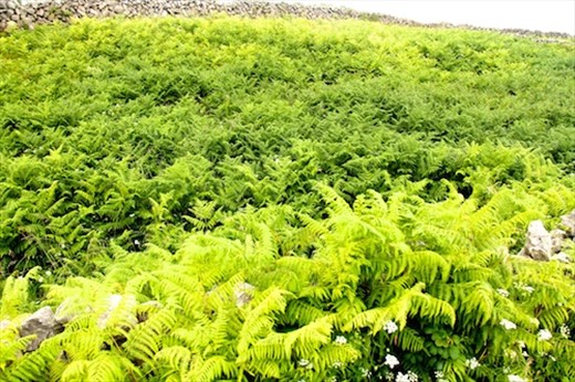 50 shades of green?  Innishmore