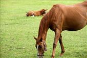 Mare and foal, Irish National Stud Farm: by vagabondstoo, Views[217]