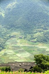 Longi Rice Terraces: by vagabondstoo, Views[512]