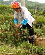 Harvesting chillies along the Dragon's Backbone: by vagabondstoo, Views[603]