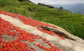 Drying chillies, Longi Rice Terraces: by vagabondstoo, Views[575]