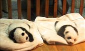 Baby pandas, Chengdu Panda Reserve: by vagabondstoo, Views[542]